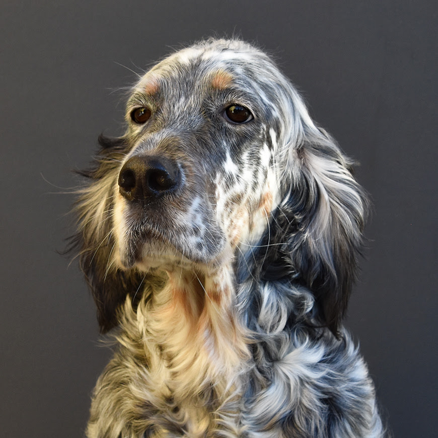 Ceylon our dogs.jpg